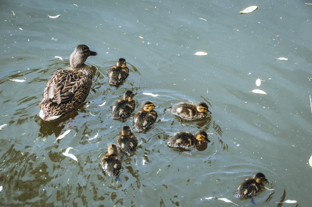 Photograph by Алина Логвиненко