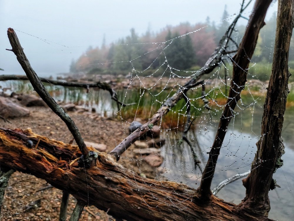 Rainy morning in the Acadia National Park