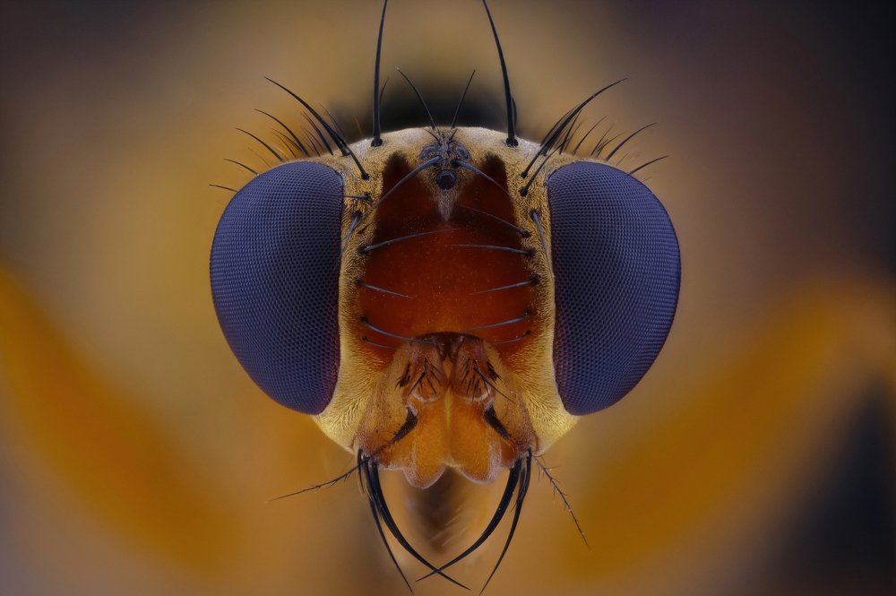 Photograph by Антон Орленко