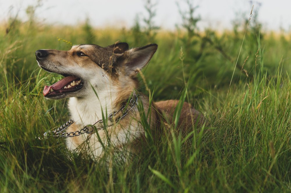 Photograph by Евгений Покрасен