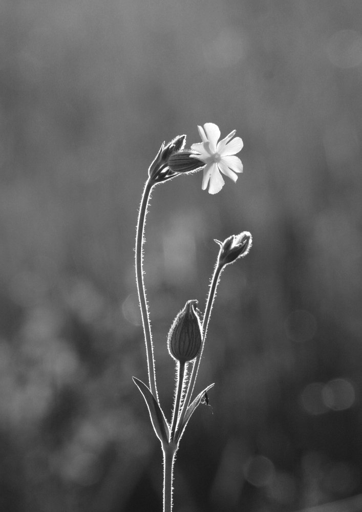 навстречу солнцу