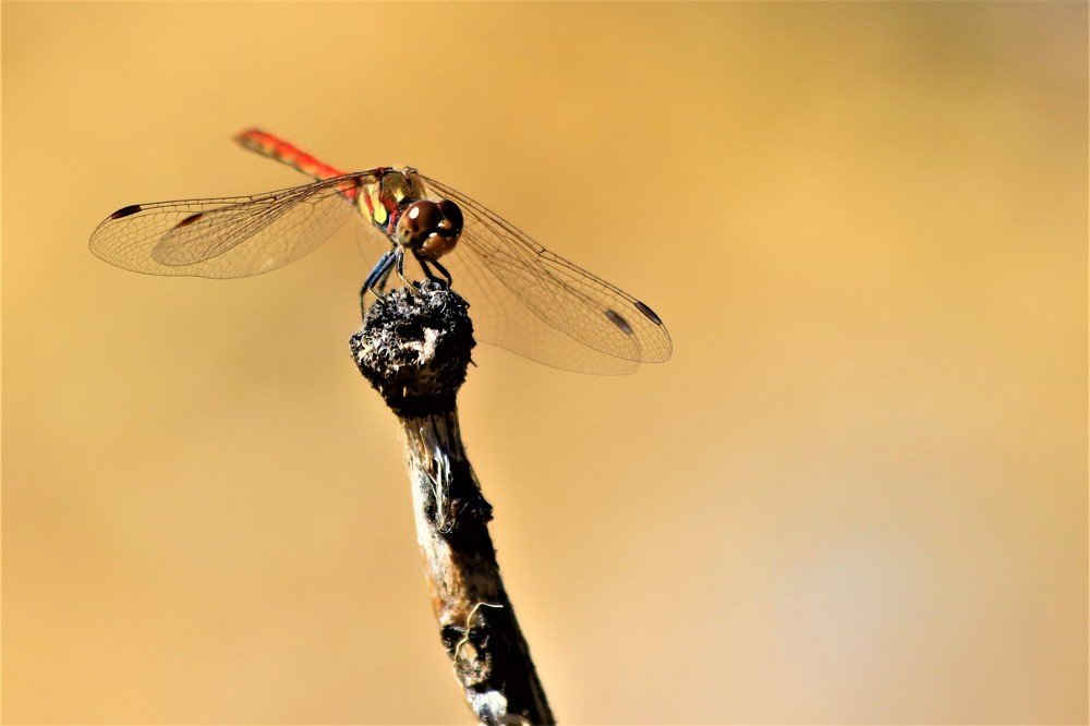 Photograph by GUNSEL SECKİNER