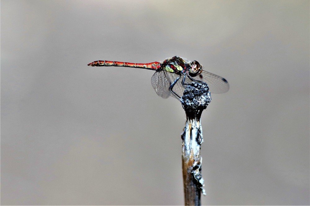 Photograph by GUNSEL SECKİNER