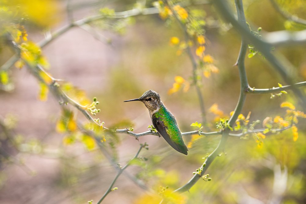 Arizona hummingbird