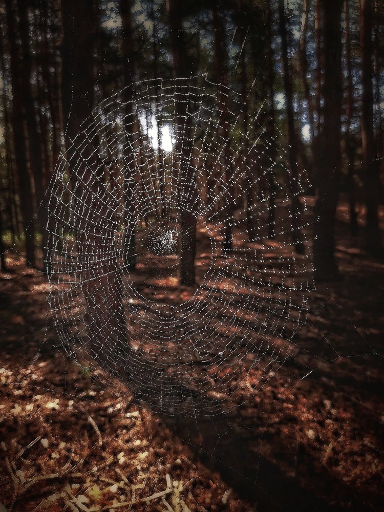 Spiderweb in a dark forest