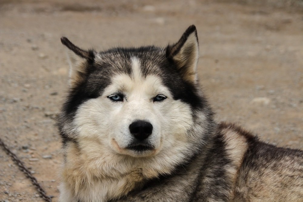 Siberian husky