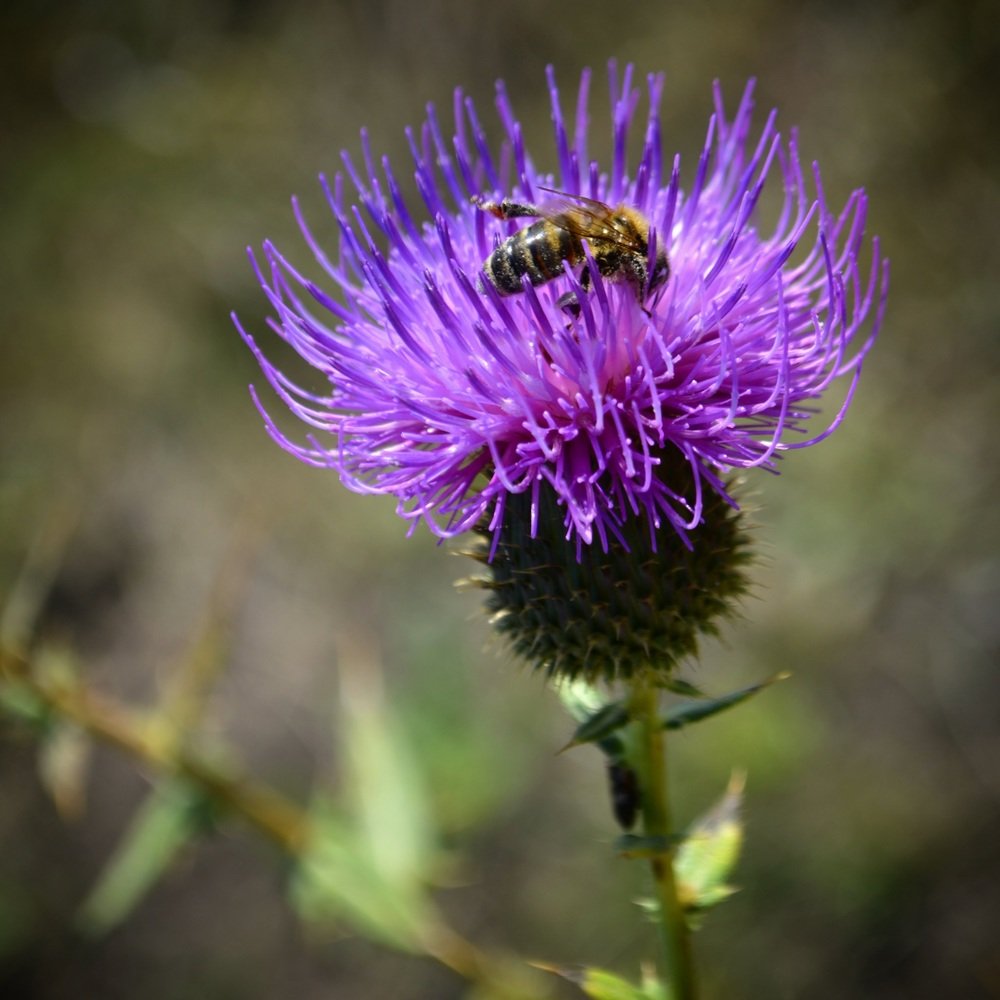 пчела в чертополохе