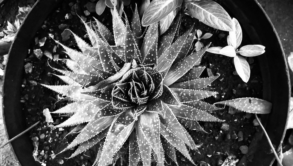 Photograph by Shimica Nowrotham