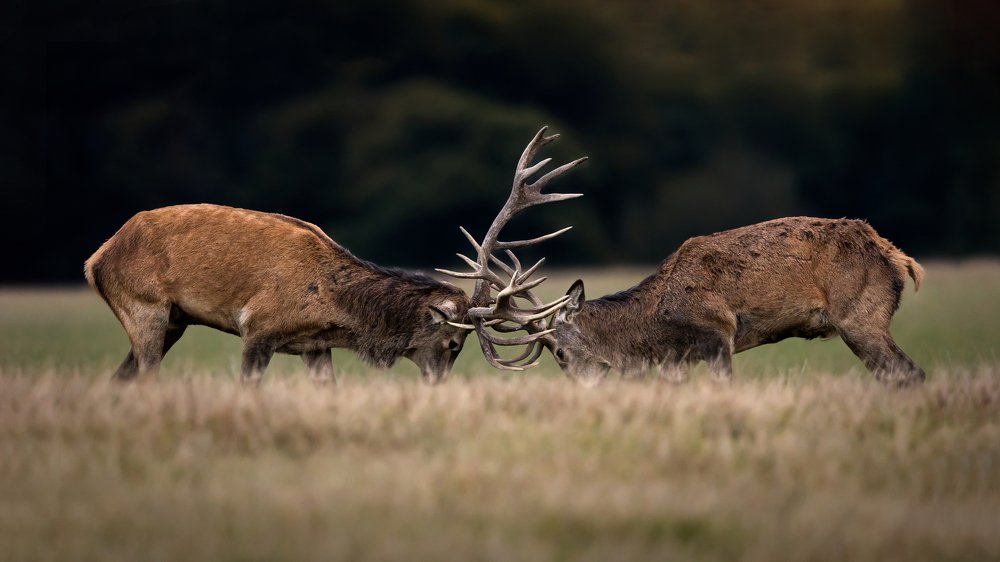 Battle of the stags