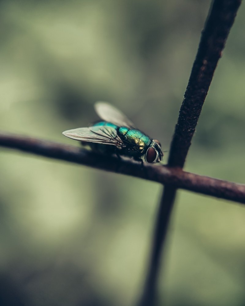 Photograph by Мария Фак