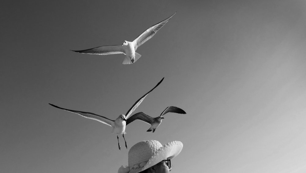 Photograph by Jose Ney Mila