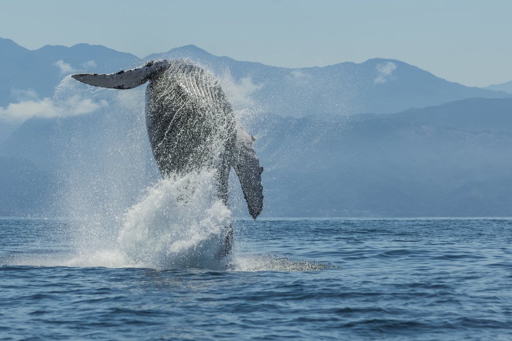 Photograph by Carlos Macias