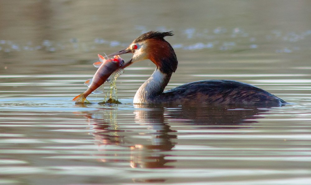 Удачная рыбалка
