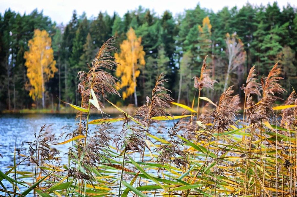 Фотография автора Анастасия Пищулова