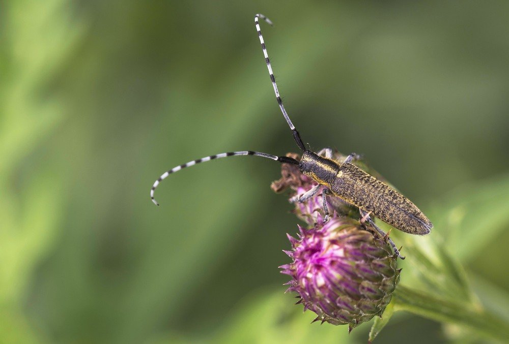 Фотография автора Coxika Chovan