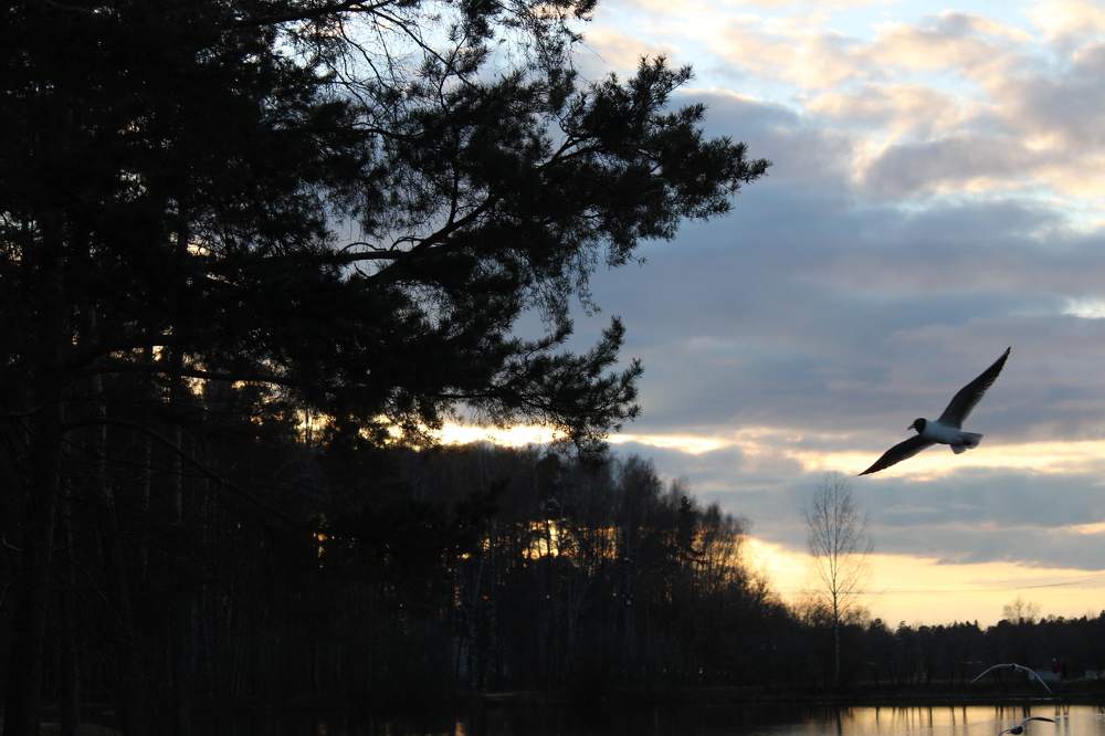 Photograph by Алина Лебедева