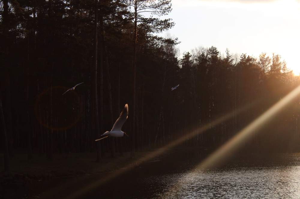 Photograph by Алина Лебедева