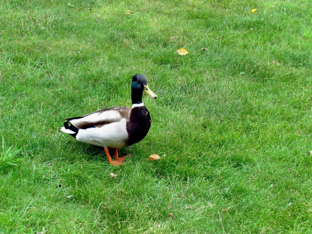 Photograph by Марина Дикманн