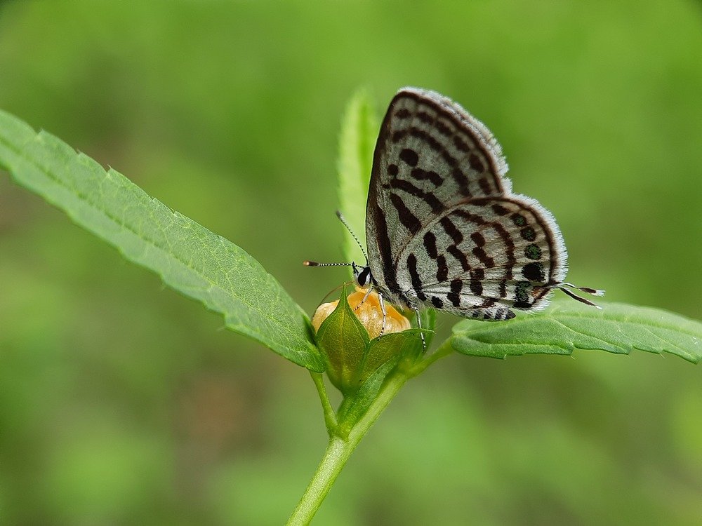 Photograph by pradeep mohanty