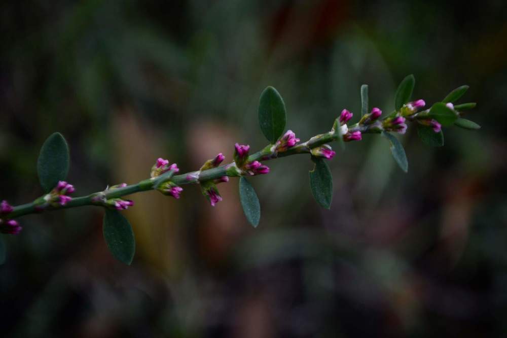 микроветочка