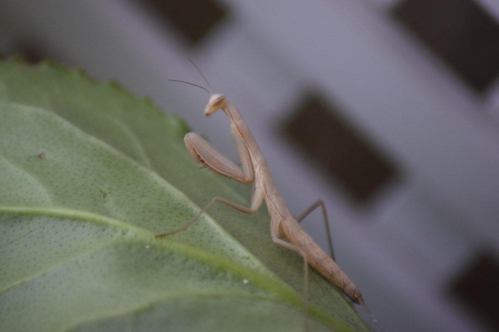 Photograph by Gabriella Sicurello