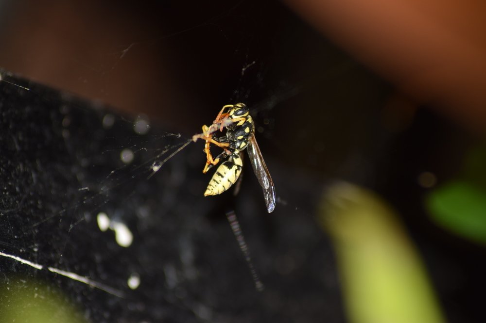 Photograph by Gabriella Sicurello