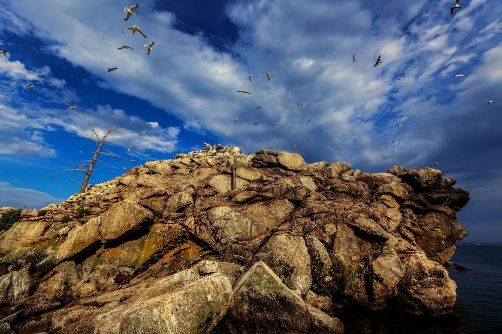 Птичий остров