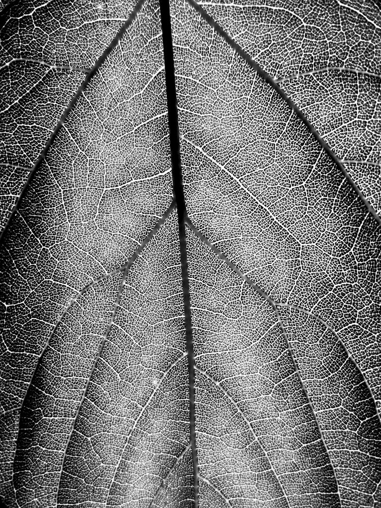 Photograph by Максим Сорокин