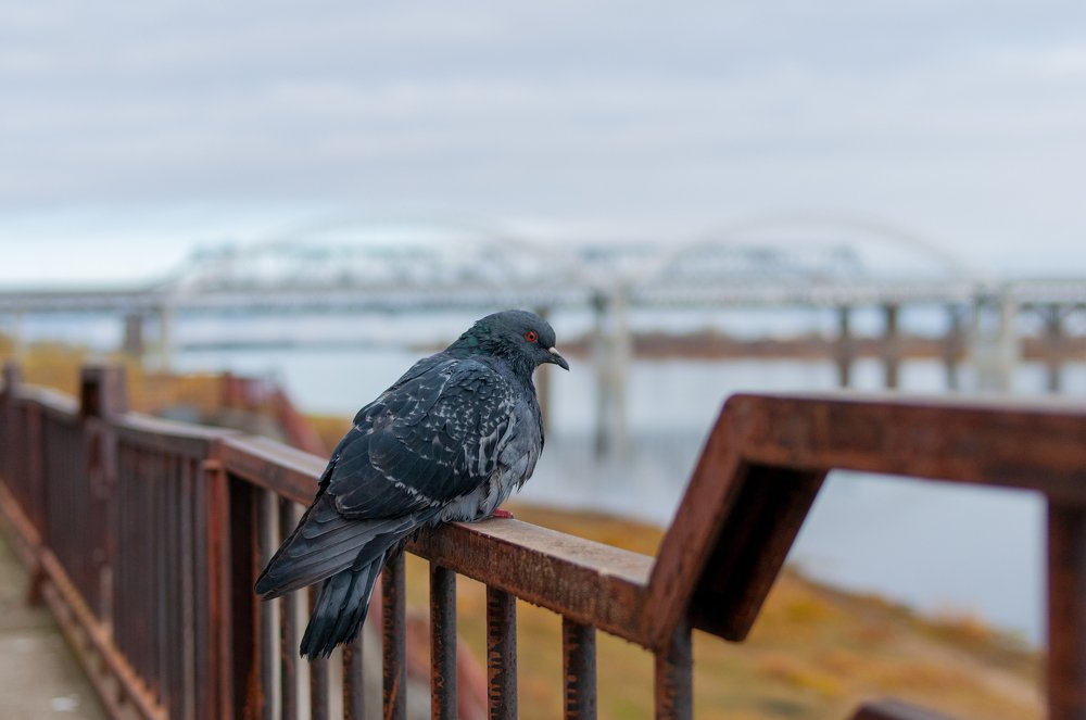 Photograph by Максим Афанасьев