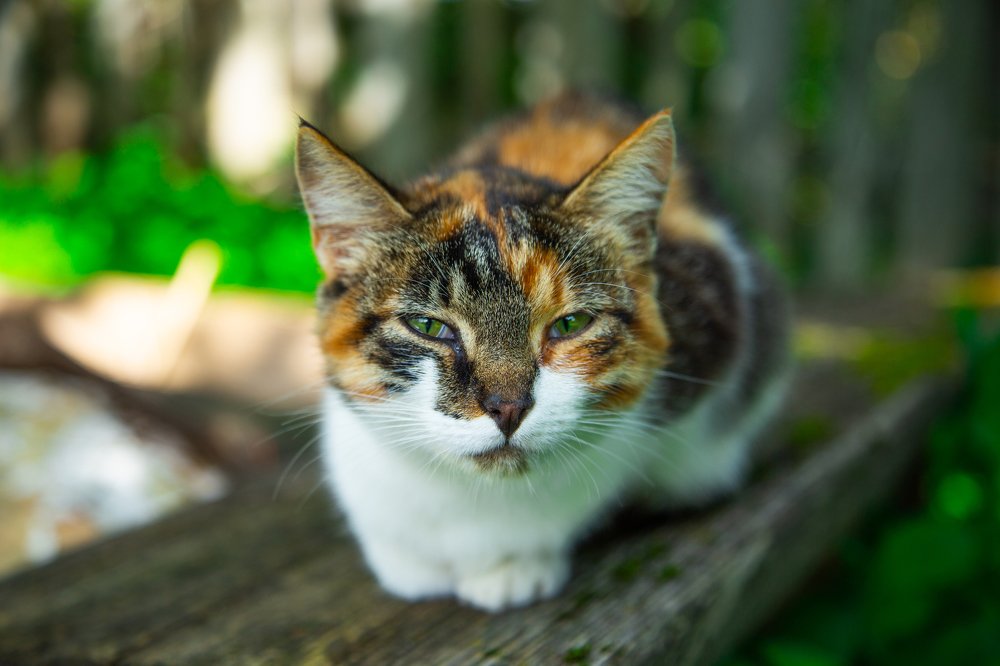 Photograph by Наталья Золотарева