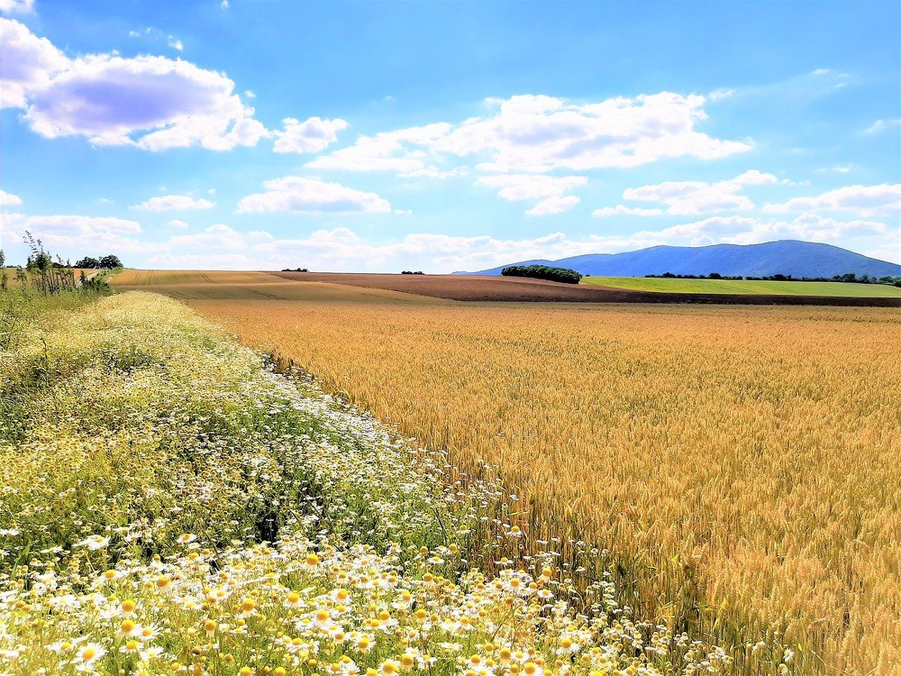 Dozrievajúce obilie