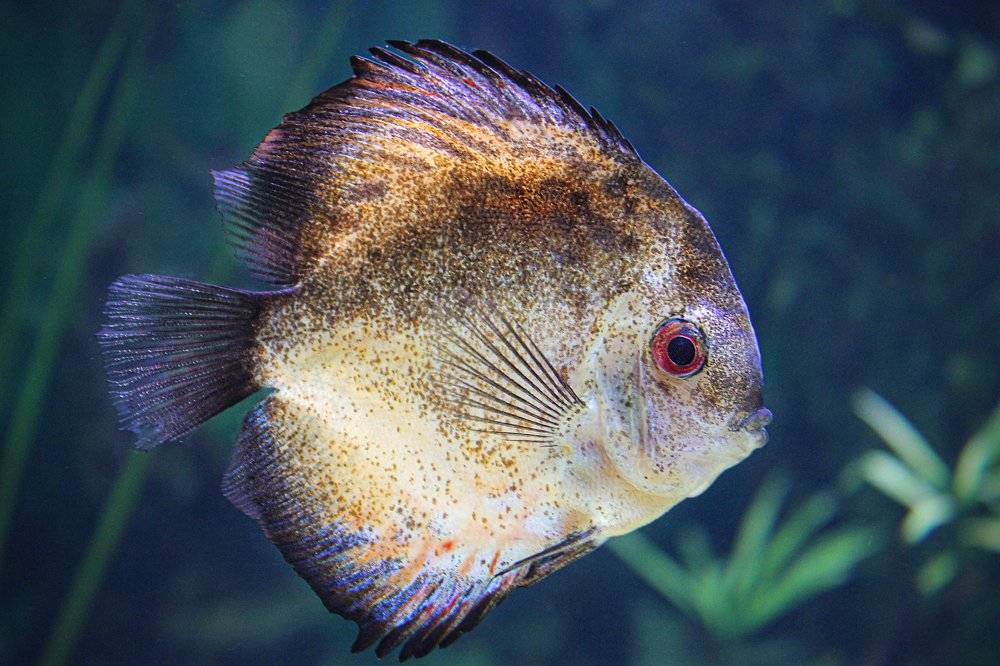 Photograph by Любовь Конева