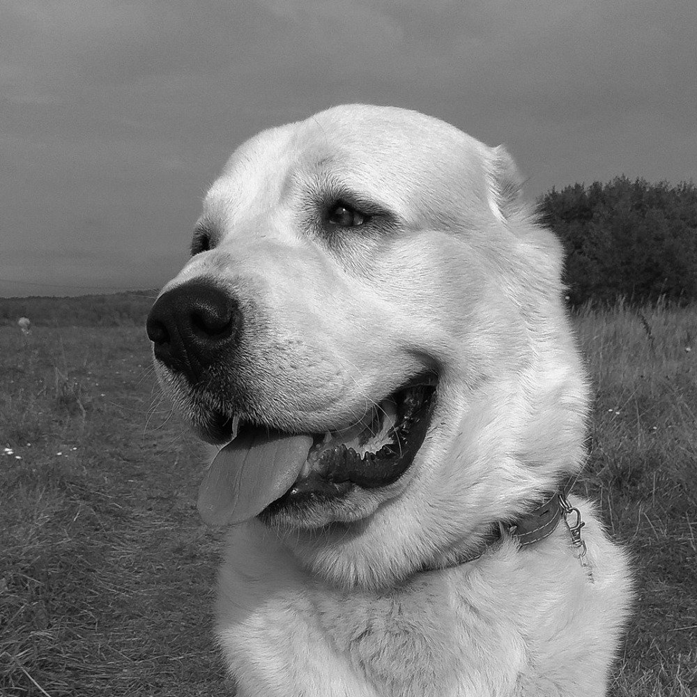 Photograph by Житецкий Игорь