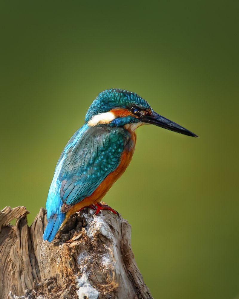 Photograph by David Lerer