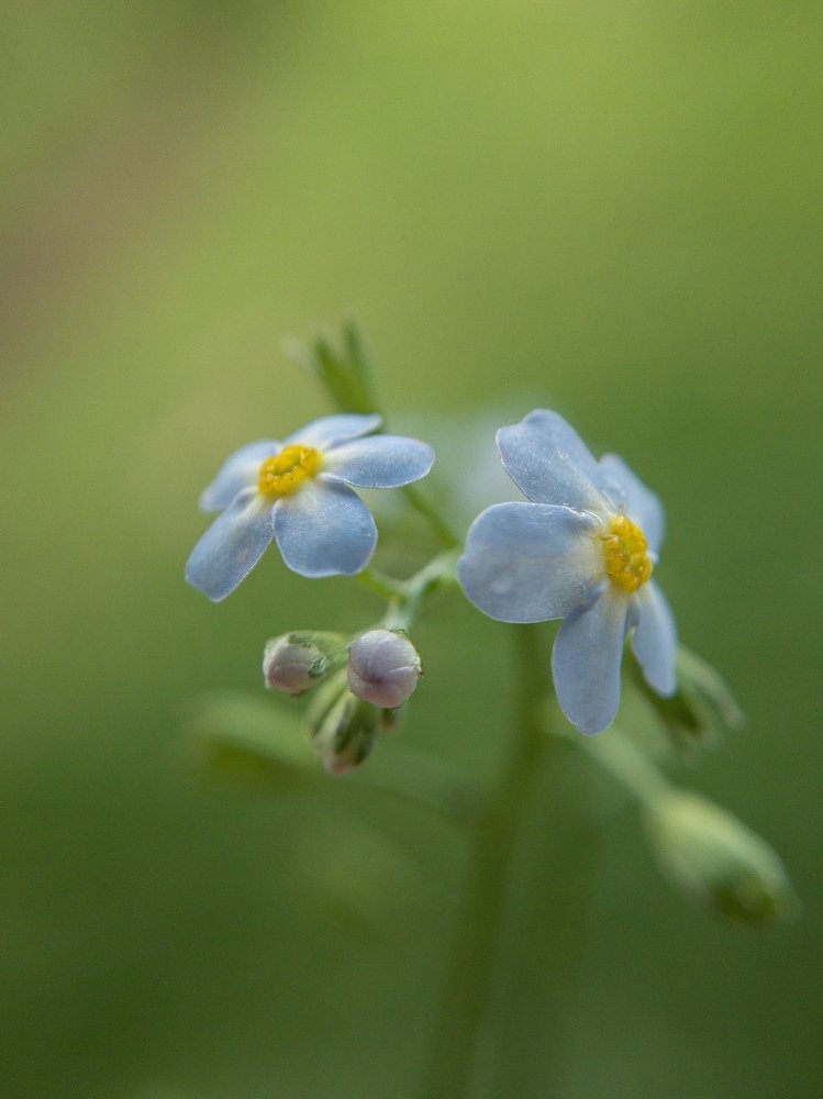 Photograph by Tatyana Belova