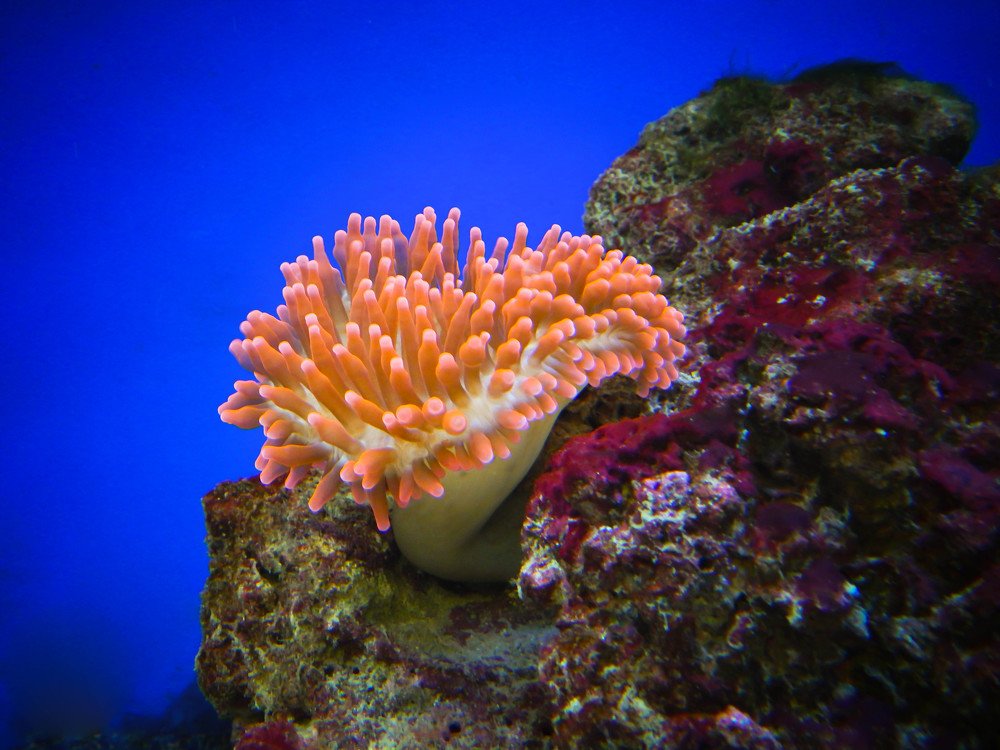 Photograph by Диана Бородзе