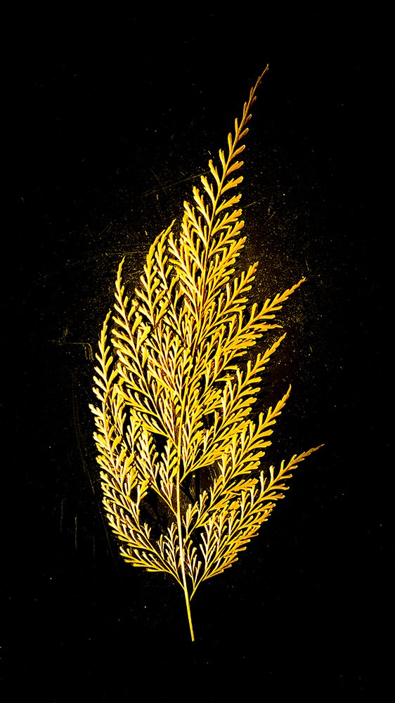 Photograph by Felipe Augusto