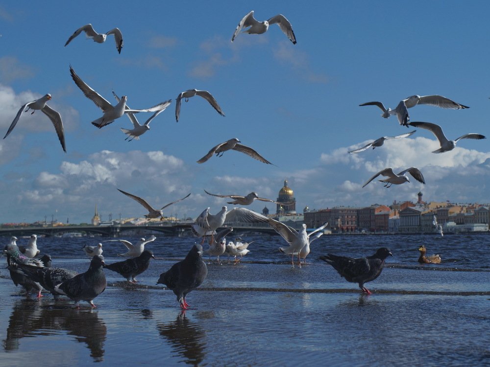 Птичий город