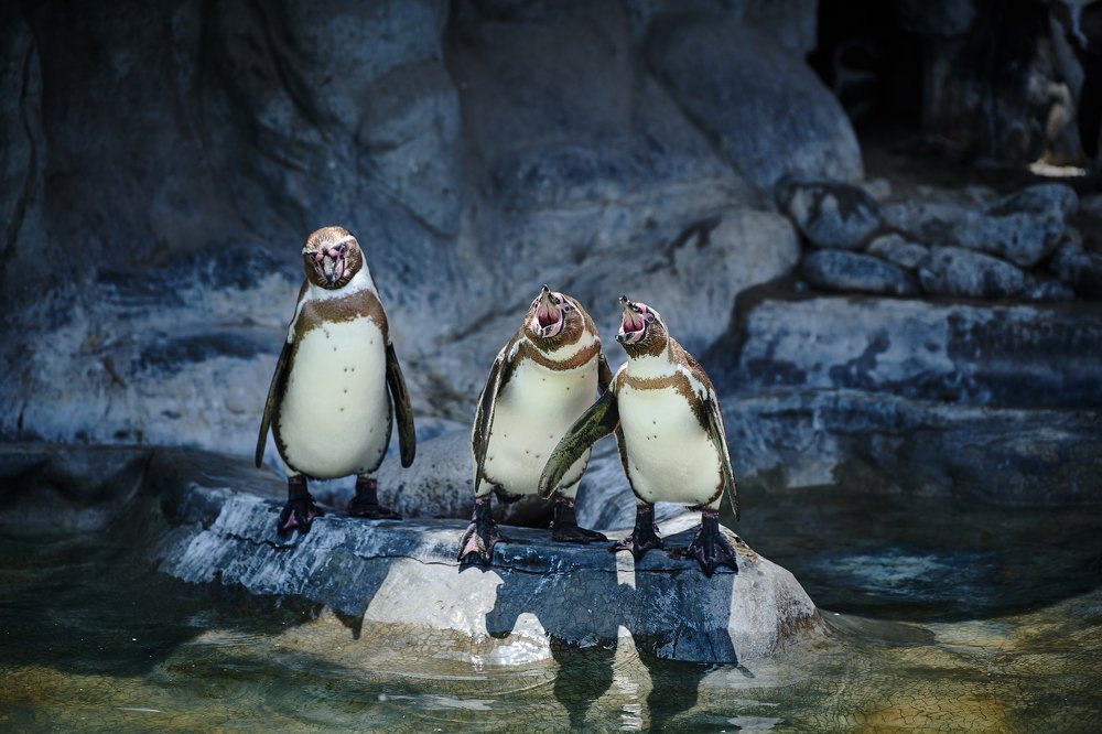 Singer Pinguins