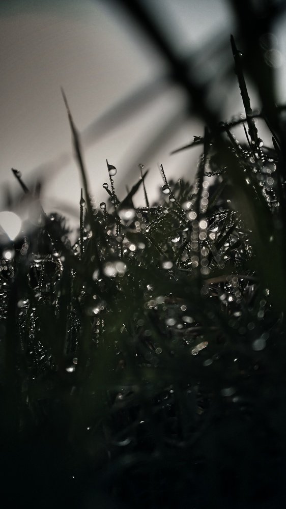 Photograph by Sheikh Md. Ebrahim