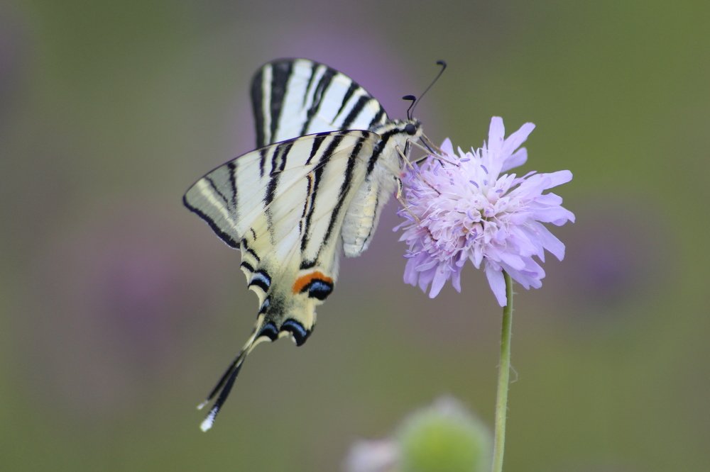 Фотография автора Андрій Майовець
