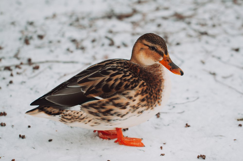 Photograph by Екатерина Аксёнова