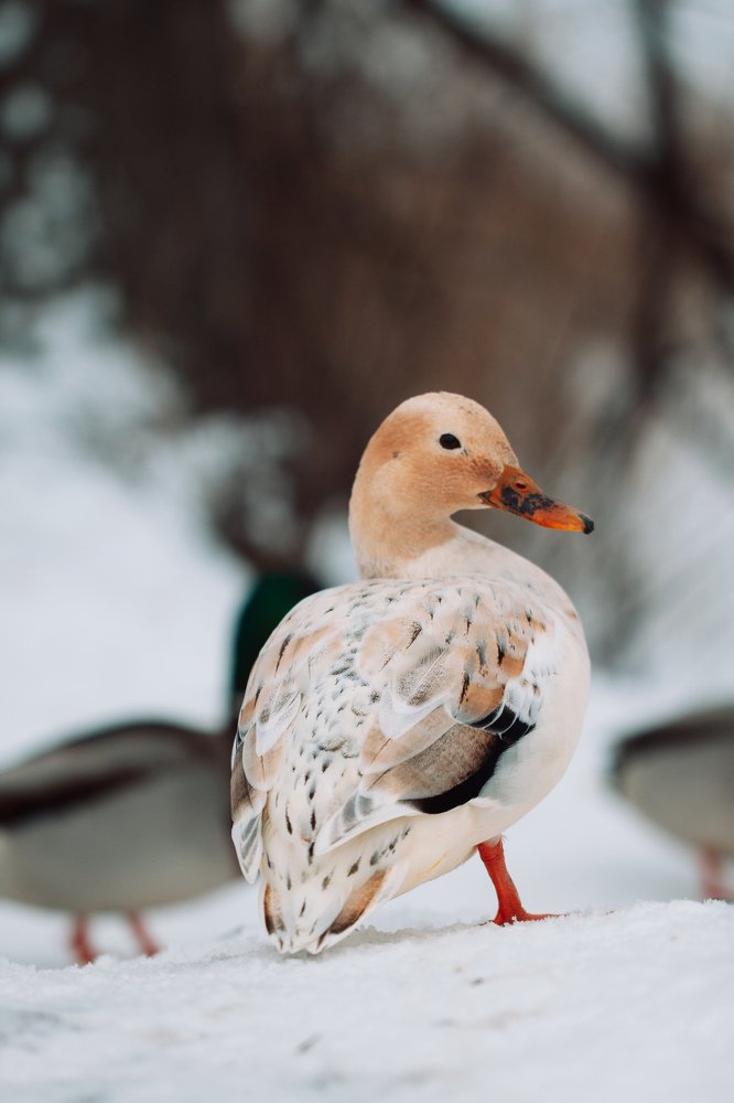 Photograph by Екатерина Аксёнова
