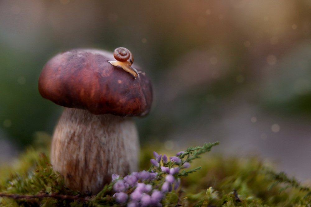 Photograph by Алина Евсеева