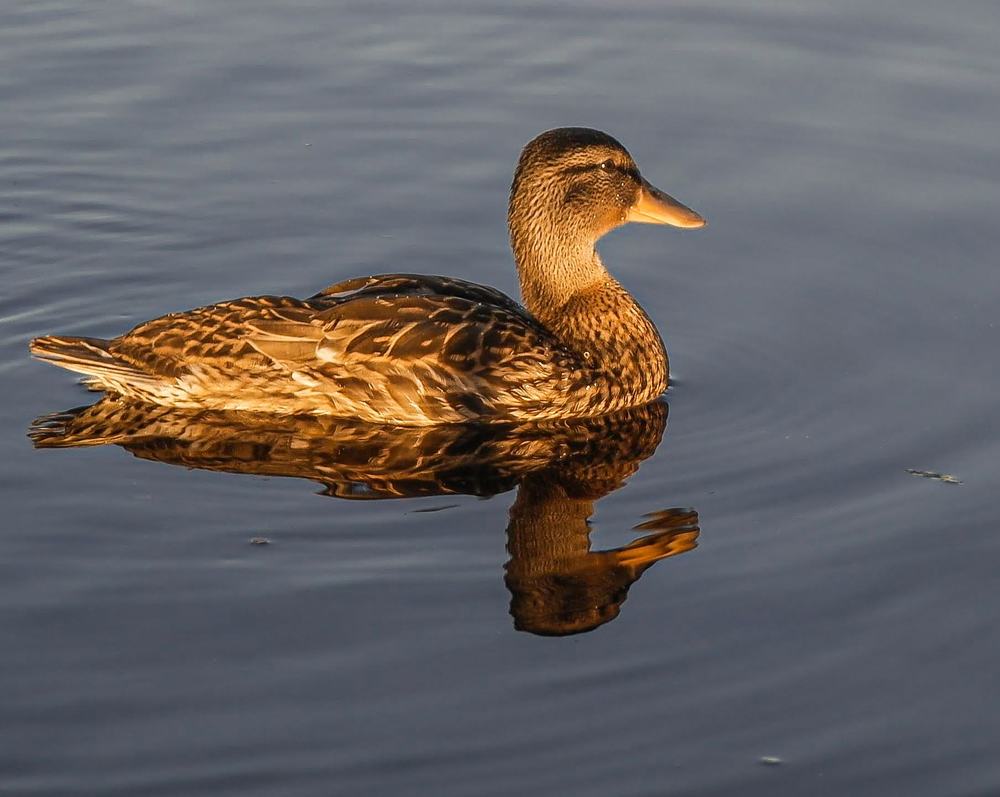 Photograph by Ольга Ситникова