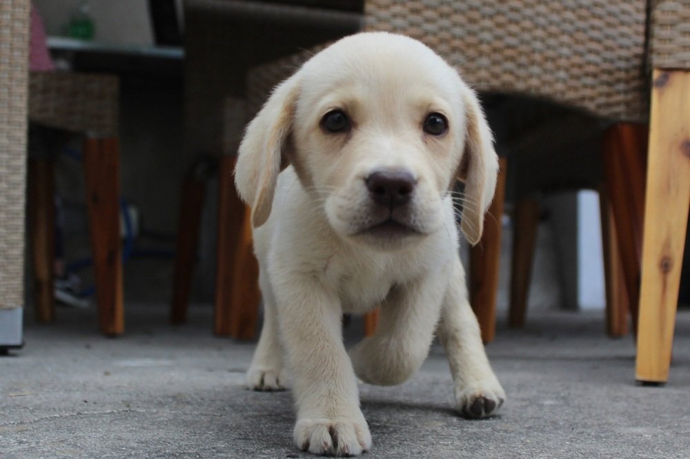 Photograph by Francisco Ferreira