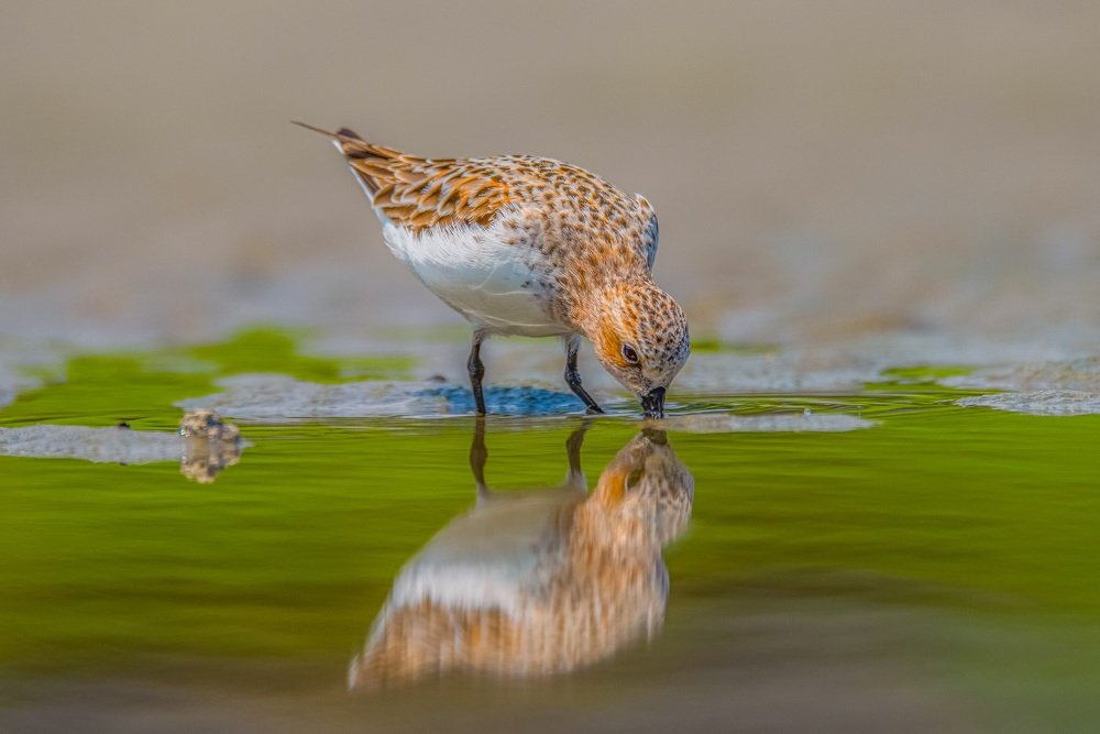 Red-necked Stint