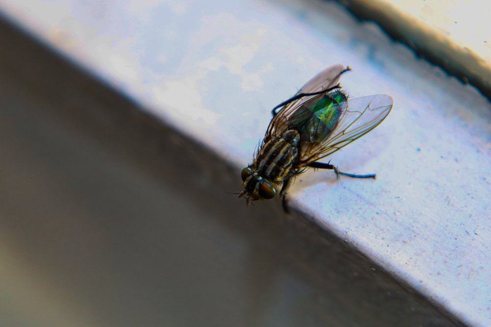 Photograph by Gonzalo Jorge Eduardo MARÓN