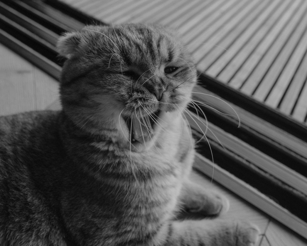 Photograph by Ana Carneiro