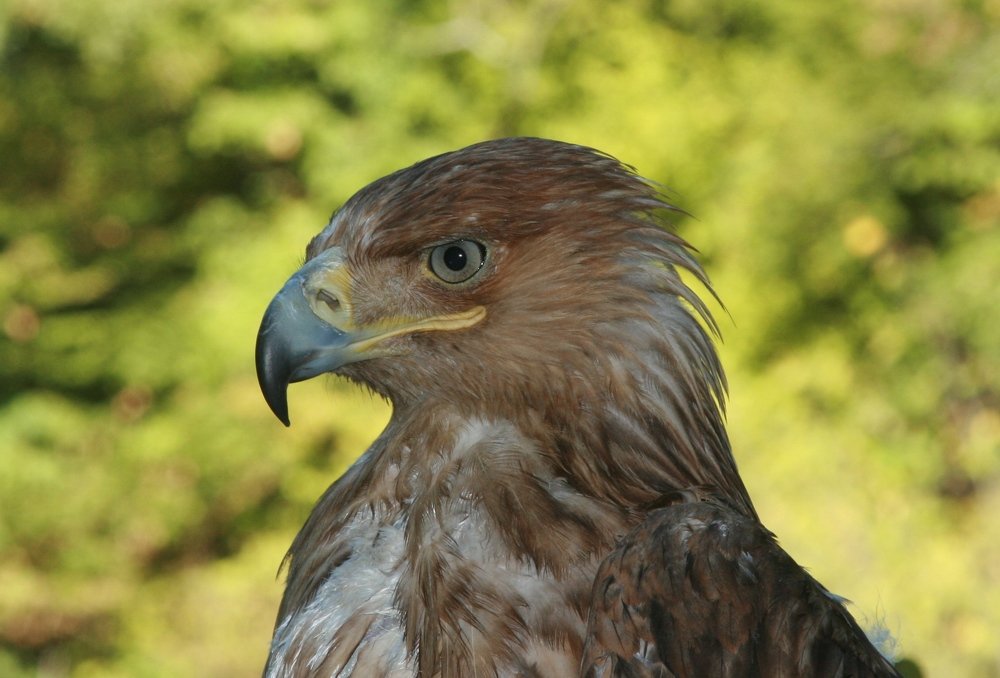 Дневной дозор